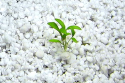 Utilizarile perlitului in gradina ecologica