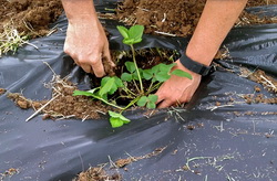 Plantarea de toamna la capsun