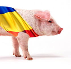 Romania reia exportul de porci pe piata europeana