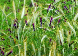 Semanatul la borceagul de toamna