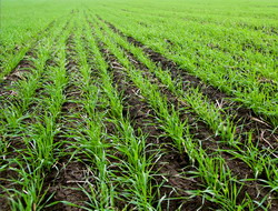 Semanatul graului de toamna