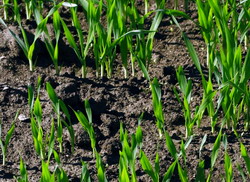 Semanatul la orzul si orzoaica de toamna