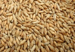 Semanatul triticalelor de toamna