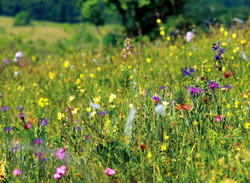 TERRACALCO 95 sau cum sa imbunatatesti calitatea pajistilor si fanetelor in cel mai scurt timp