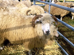 Targul de animale din Vaideeni, judetul Valcea