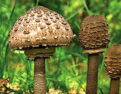 Reguli privind culesul si consumul ciupercilor