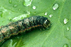 Tratament de combatere la varzoase: buha verzei – generatia aII-a