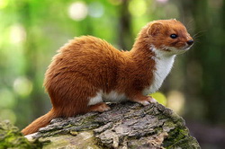 Alegerea unei nevastuici