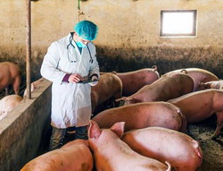 Atentionare privind posibila aparitie a pestei porcine africane pe teritoriul Romaniei