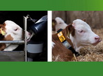 EuroTier 2016 Foerster Smart-Calf-System