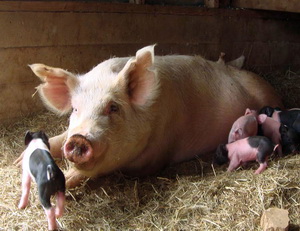 Patologia reproductiei la porcine