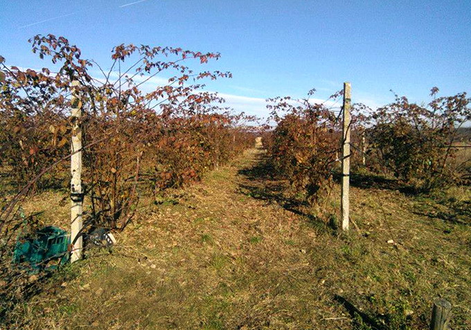 Plantatia de arbusti fructiferi - mur