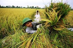 Productia si comertul mondial de orez