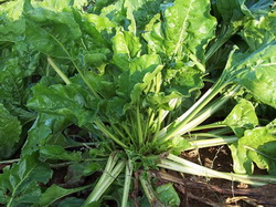 A inceput recoltatul la sfecla de zahar bio si conventionala