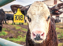 ACEBOP trage un semnal de alarma privind utilizarea profilactica a antibioticelor la animale