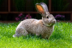 Particularitatile fiziologiei reproductiei la iepuri