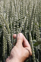 Seminte Grau Toamna - Soiul de Grau Biocrop Arktis