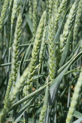 Seminte Grau Toamna - Soiul de Grau Biocrop Patras