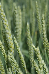 Seminte Grau Toamna - Soiul de Grau Biocrop Potenzial