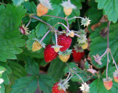 Specii de Fructe de padure - Fragul