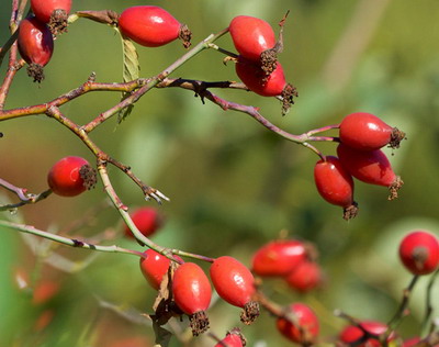 Specii de Fructe de padure - Maces