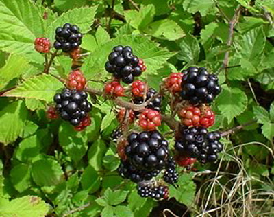 Specii de Fructe de padure - Murul