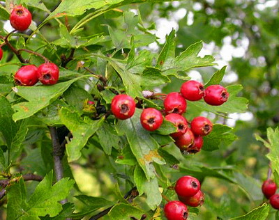 Specii de Fructe de padure - Paducelul