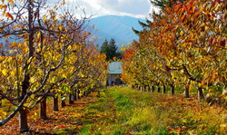 Tratamentele de toamna in livezile de pomi fructiferi