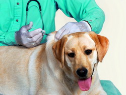 Reguli privind vaccinarea antirabica a animalelor