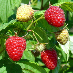 Zmeurul - Soiul de zmeur Polka