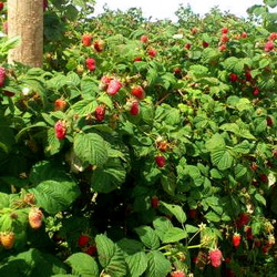 Taierile la soiurile de zmeur remontant