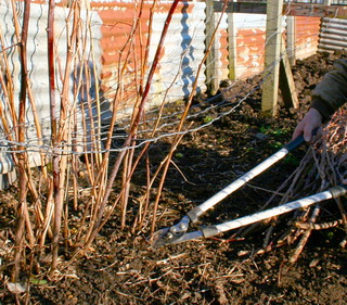 Zmeurul - taieri zmeur Polka