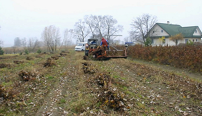 Zmeurul - taierile la zmeur