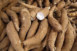 Maniocul, a sasea cultura alimentara a lumii