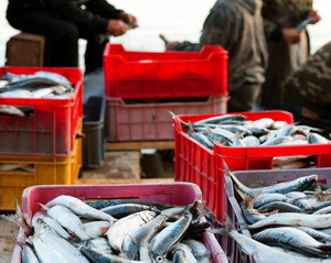 Legislatia nationala a pescuitului si acvaculturii s-a modificat pentru a se armoniza cu cea europeana