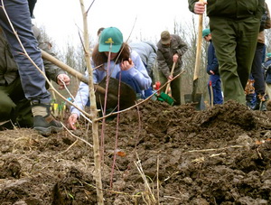 Romsilva da startul campaniei de impaduriri din toamna 2016