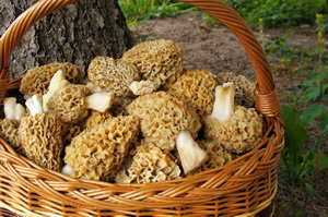 Ciuciuletele - Morchella Esculenta