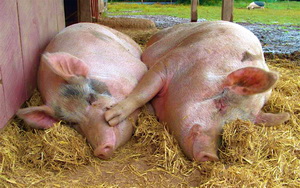 Comportamentul de grup la porci