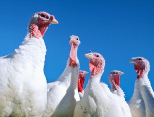 Practicarea desclocitului la curci