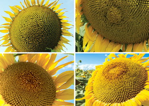 Hibrizi de floarea soarelui adaptati provocarilor actuale