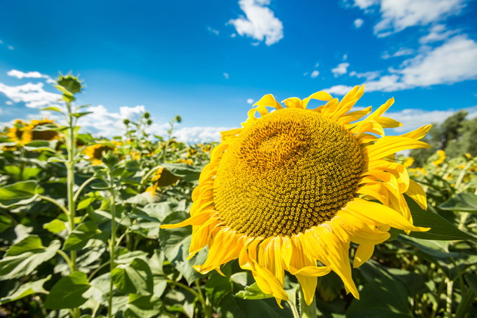 Hibrizi de floarea soarelui Biocrop Oliva HO