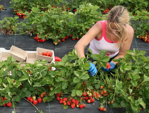 Locuri de munca sezoniera in agricultura – Spania – campania 2017