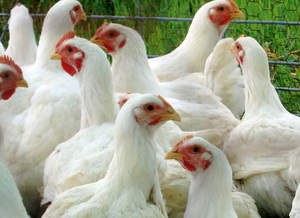 ANSVSA a dispus masuri suplimentare privind influenta aviara din Uniunea Europeana