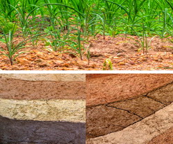 5000 € pentru fermierii care implementeaza metode inovatoare de utilizare a terenurilor si a solului