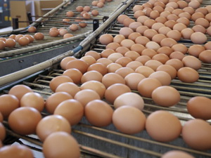 Productia mondiala de oua