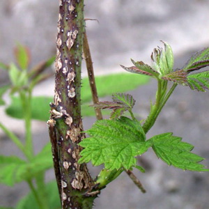 bolile zmeurului - Antractoza zmeurului