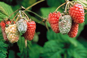 bolile zmeurului - putregaiul zmeurului