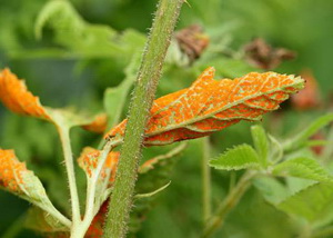 bolile zmeurului - rugina zmeurului