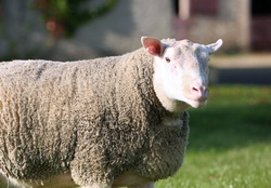 MADR propune suplimentarea ajutorului de achizitionare berbeci/tapi pentru plata tuturor beneficiarilor