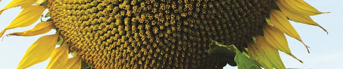 Biocrop - seminte pentru culturi de primavara - floarea soarelui